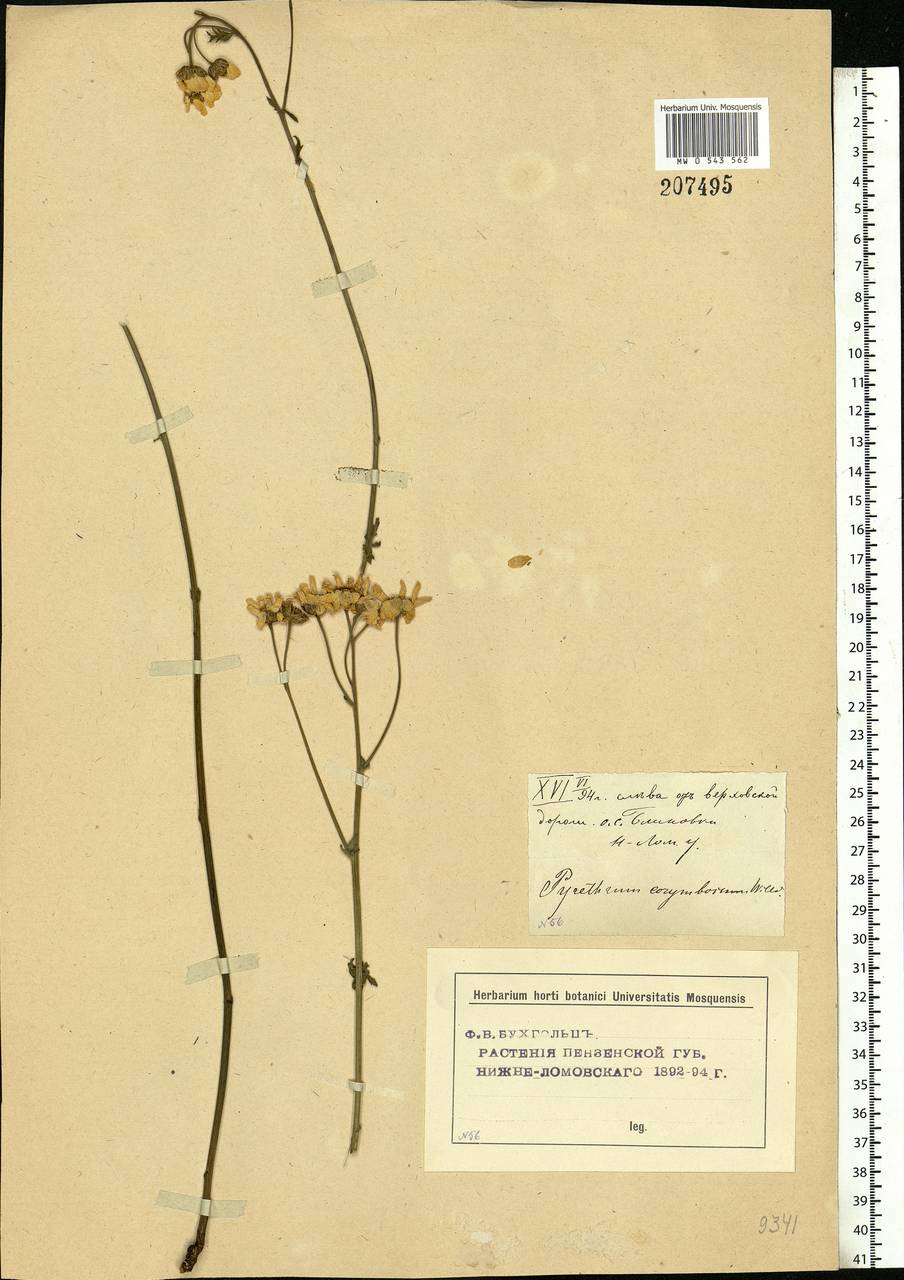 Tanacetum corymbosum subsp. corymbosum, Eastern Europe, Middle Volga region (E8) (Russia)