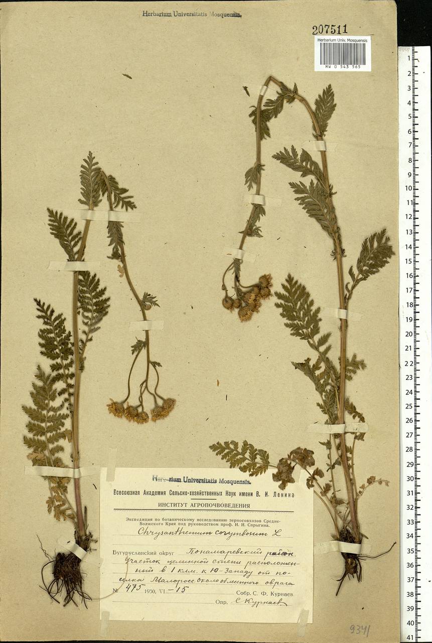 Tanacetum corymbosum subsp. corymbosum, Eastern Europe, Eastern region (E10) (Russia)