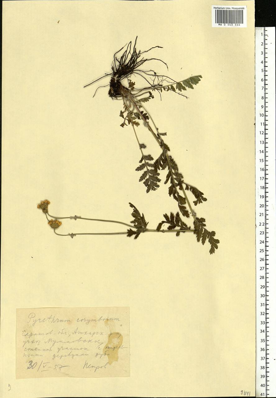 Tanacetum corymbosum subsp. corymbosum, Eastern Europe, Lower Volga region (E9) (Russia)