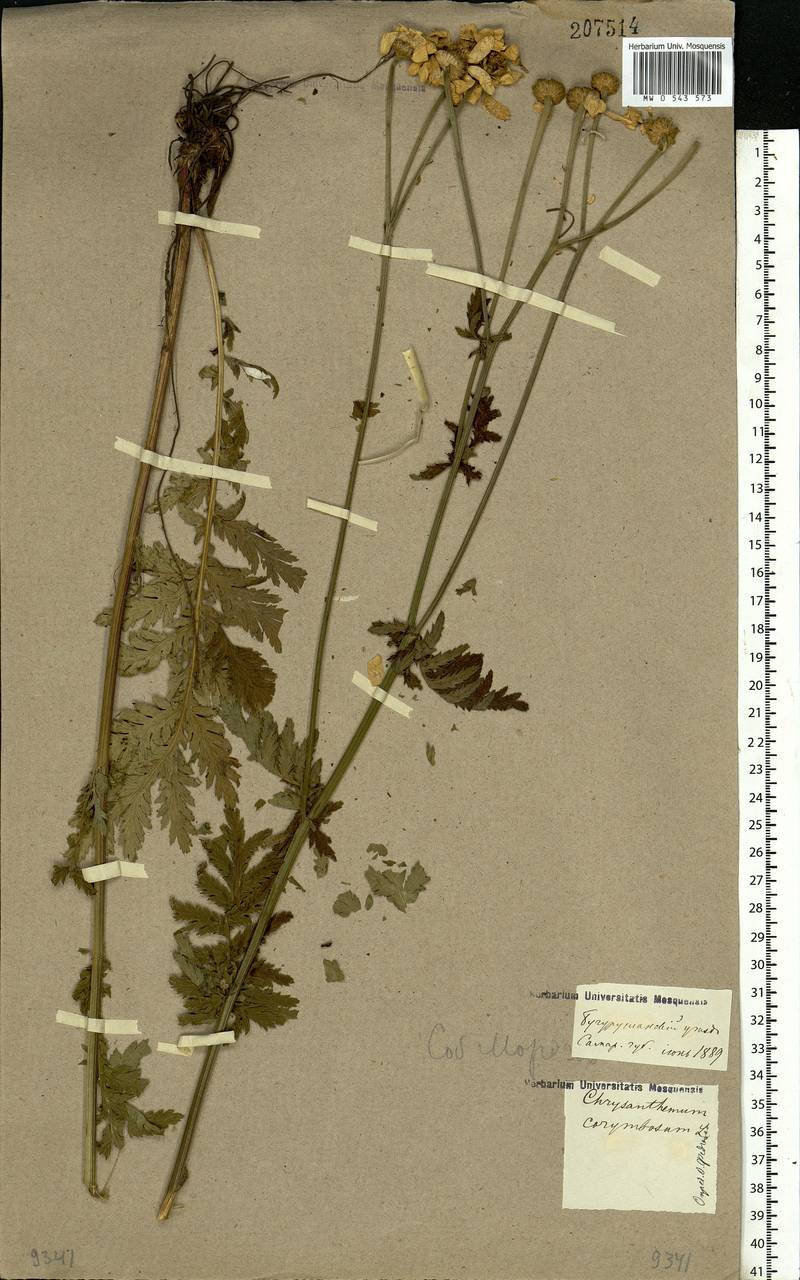 Tanacetum corymbosum subsp. corymbosum, Eastern Europe, Eastern region (E10) (Russia)