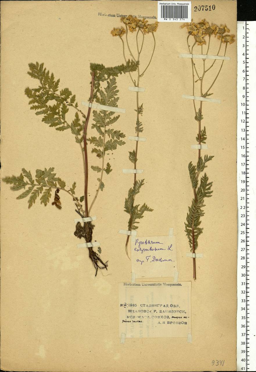 Tanacetum corymbosum subsp. corymbosum, Eastern Europe, Lower Volga region (E9) (Russia)