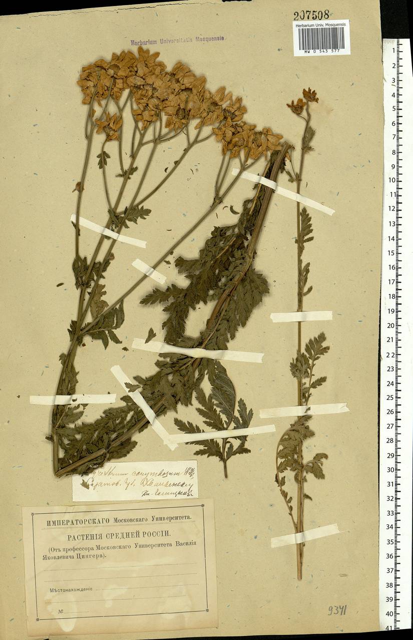 Tanacetum corymbosum subsp. corymbosum, Eastern Europe, Lower Volga region (E9) (Russia)