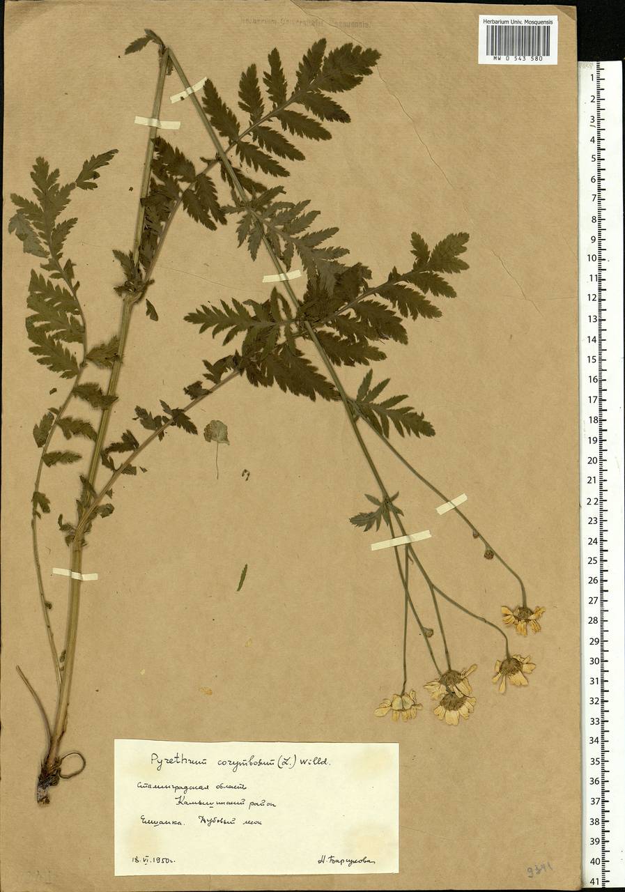 Tanacetum corymbosum subsp. corymbosum, Eastern Europe, Lower Volga region (E9) (Russia)