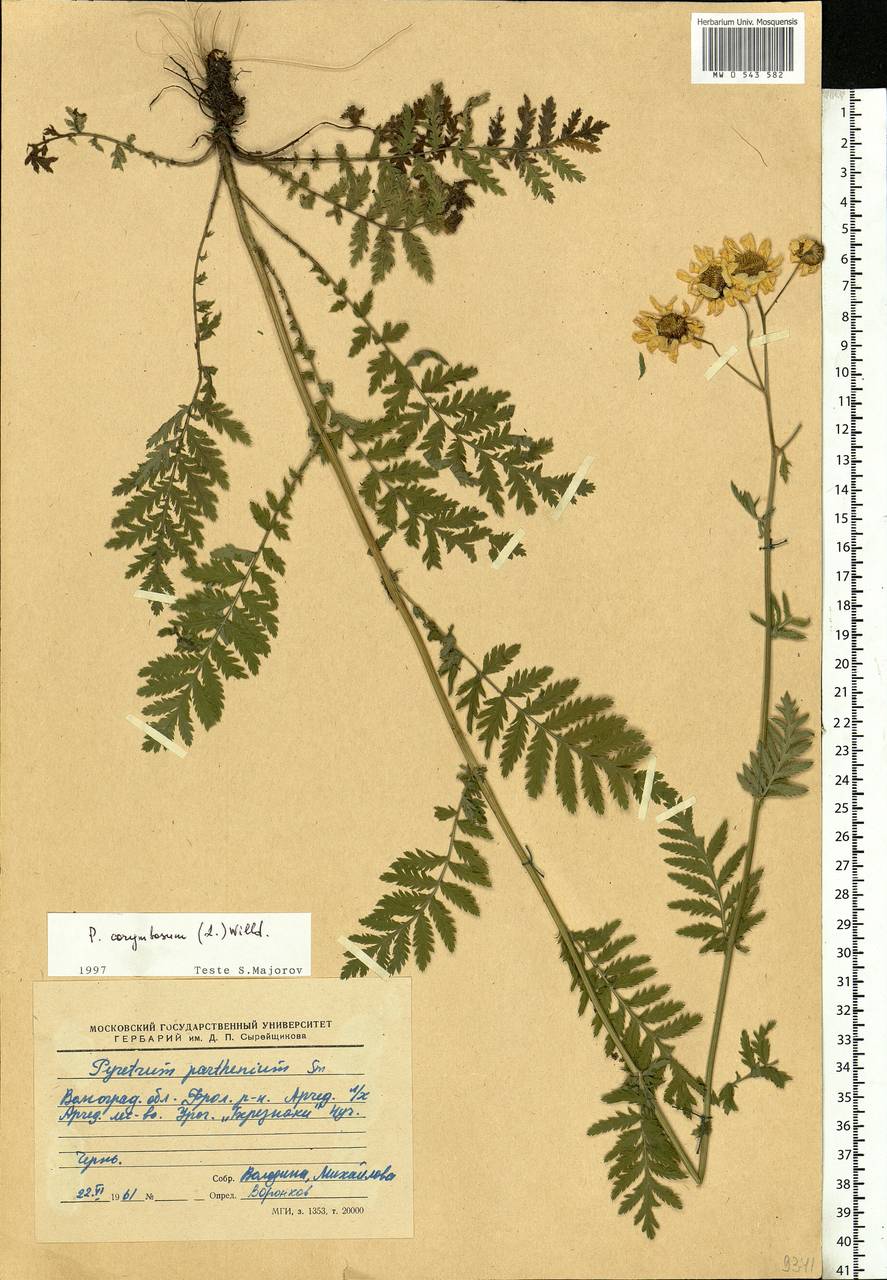 Tanacetum corymbosum subsp. corymbosum, Eastern Europe, Lower Volga region (E9) (Russia)