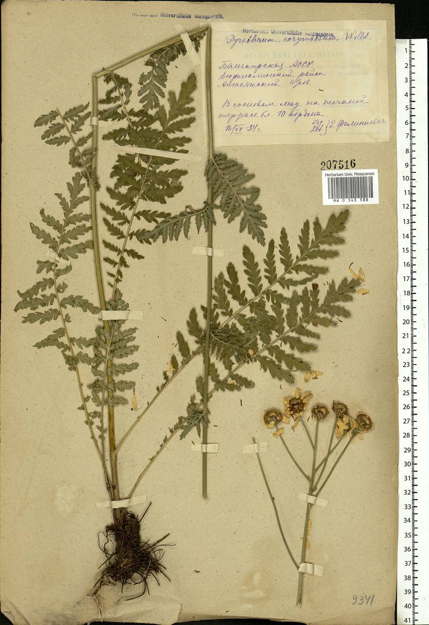 Tanacetum corymbosum subsp. corymbosum, Eastern Europe, Eastern region (E10) (Russia)
