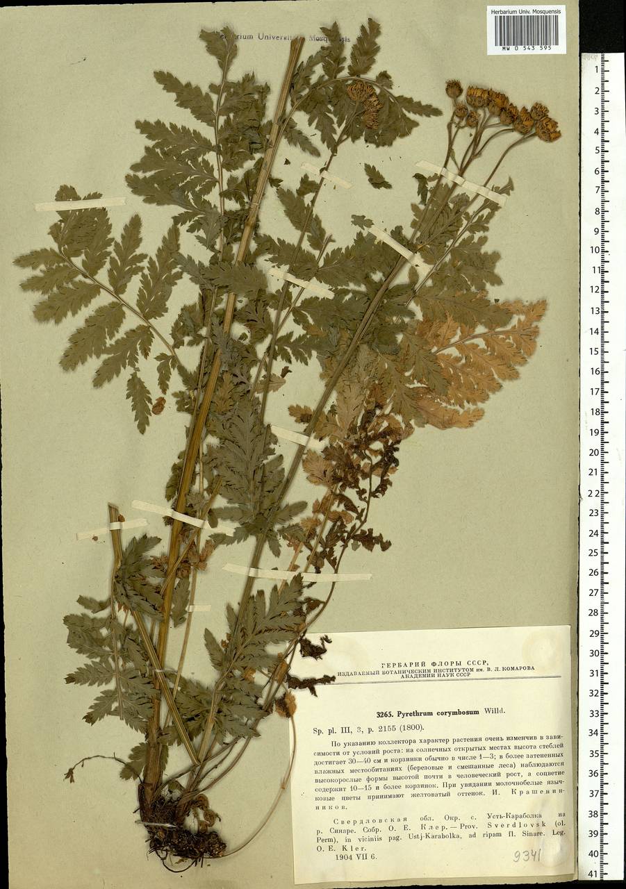 Tanacetum corymbosum subsp. corymbosum, Eastern Europe, Eastern region (E10) (Russia)