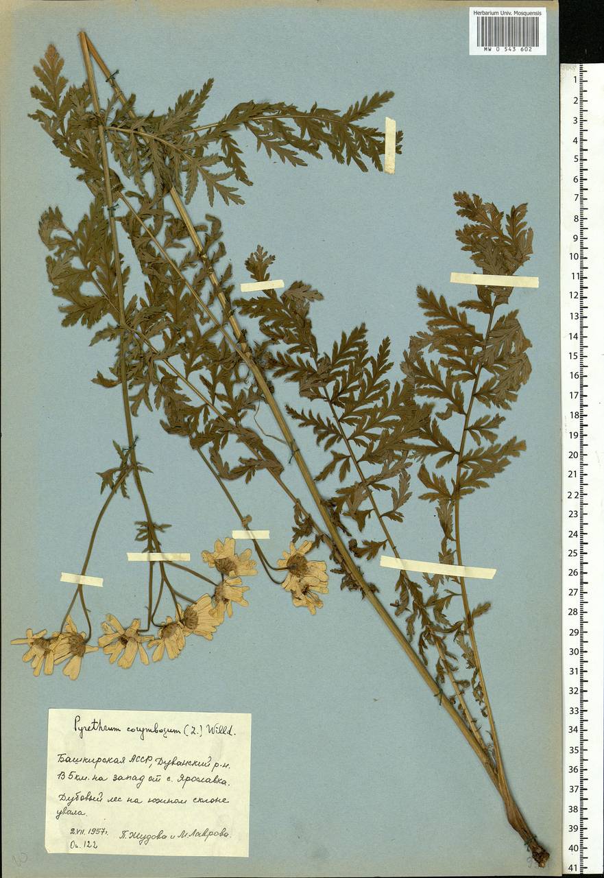 Tanacetum corymbosum subsp. corymbosum, Eastern Europe, Eastern region (E10) (Russia)