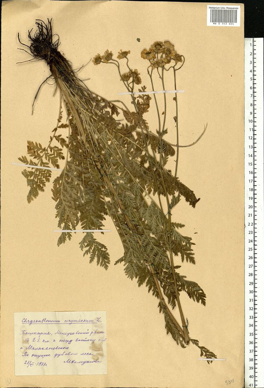 Tanacetum corymbosum subsp. corymbosum, Eastern Europe, Eastern region (E10) (Russia)