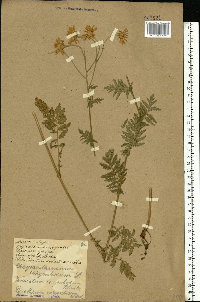 Tanacetum corymbosum subsp. corymbosum, Eastern Europe, North Ukrainian region (E11) (Ukraine)