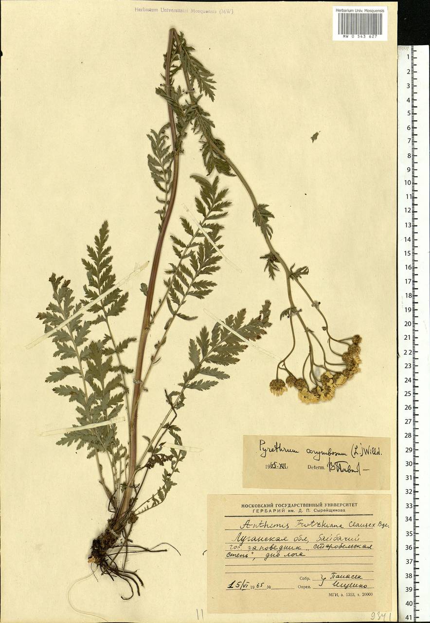 Tanacetum corymbosum subsp. corymbosum, Eastern Europe, North Ukrainian region (E11) (Ukraine)