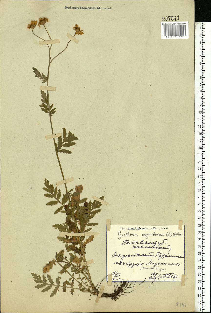 Tanacetum corymbosum subsp. corymbosum, Eastern Europe, North Ukrainian region (E11) (Ukraine)