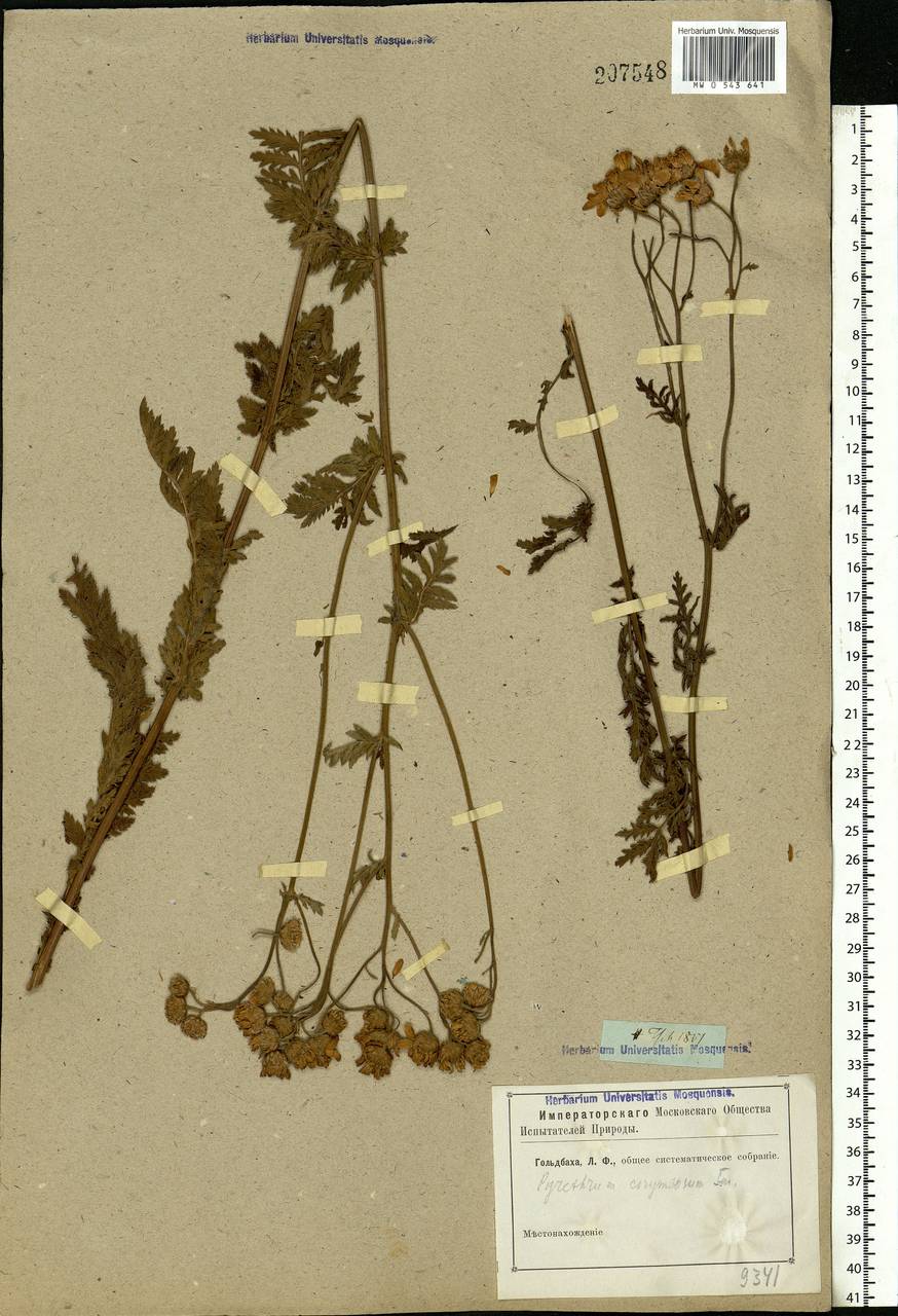 Tanacetum corymbosum subsp. corymbosum, Eastern Europe, Rostov Oblast (E12a) (Russia)