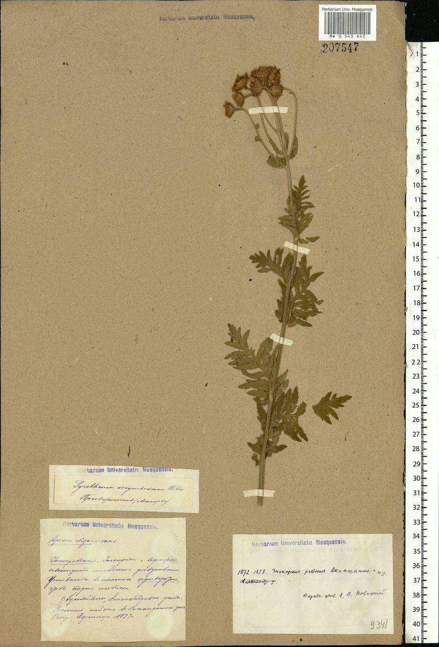 Tanacetum corymbosum subsp. corymbosum, Eastern Europe, South Ukrainian region (E12) (Ukraine)