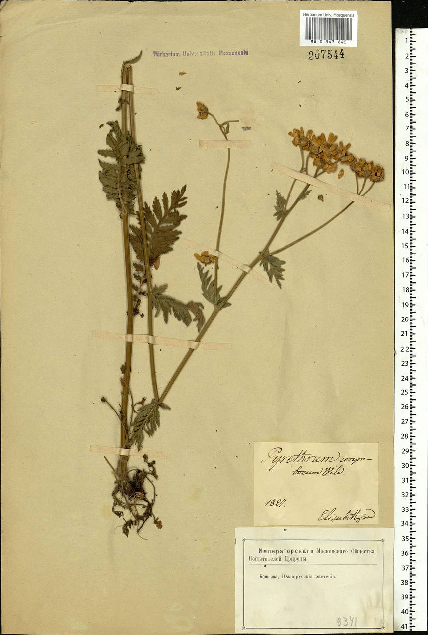 Tanacetum corymbosum subsp. corymbosum, Eastern Europe, South Ukrainian region (E12) (Ukraine)