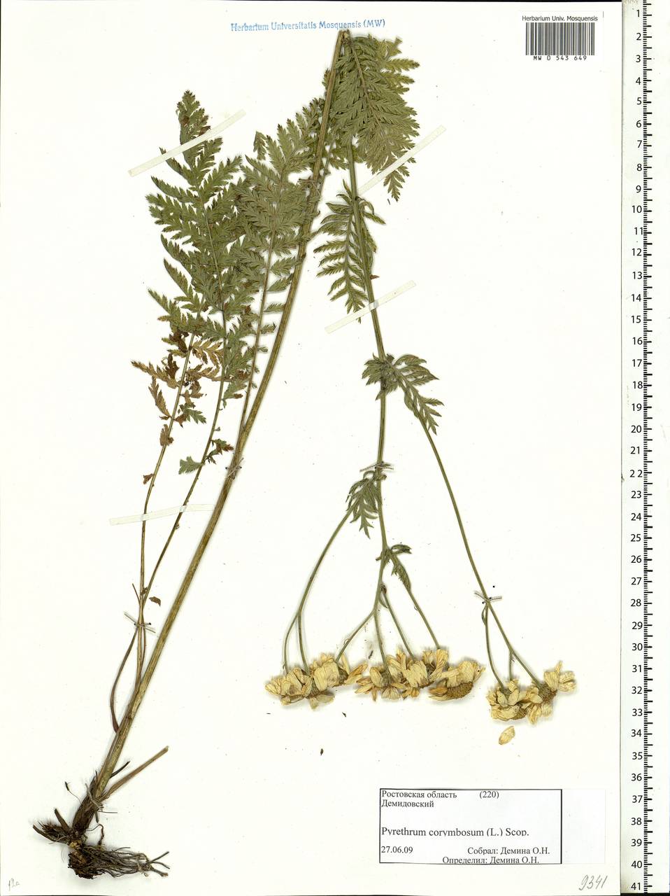 Tanacetum corymbosum subsp. corymbosum, Eastern Europe, Rostov Oblast (E12a) (Russia)
