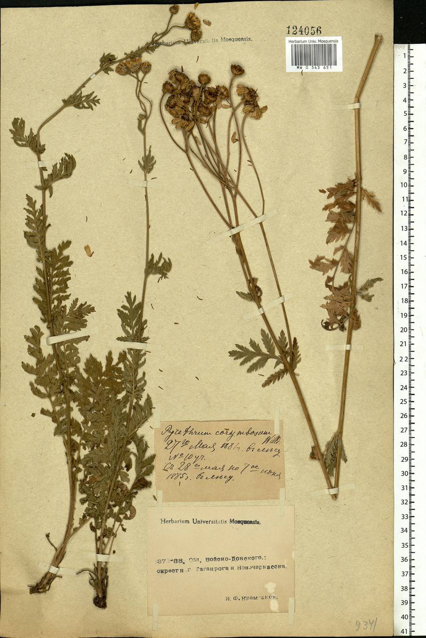 Tanacetum corymbosum subsp. corymbosum, Eastern Europe, Rostov Oblast (E12a) (Russia)
