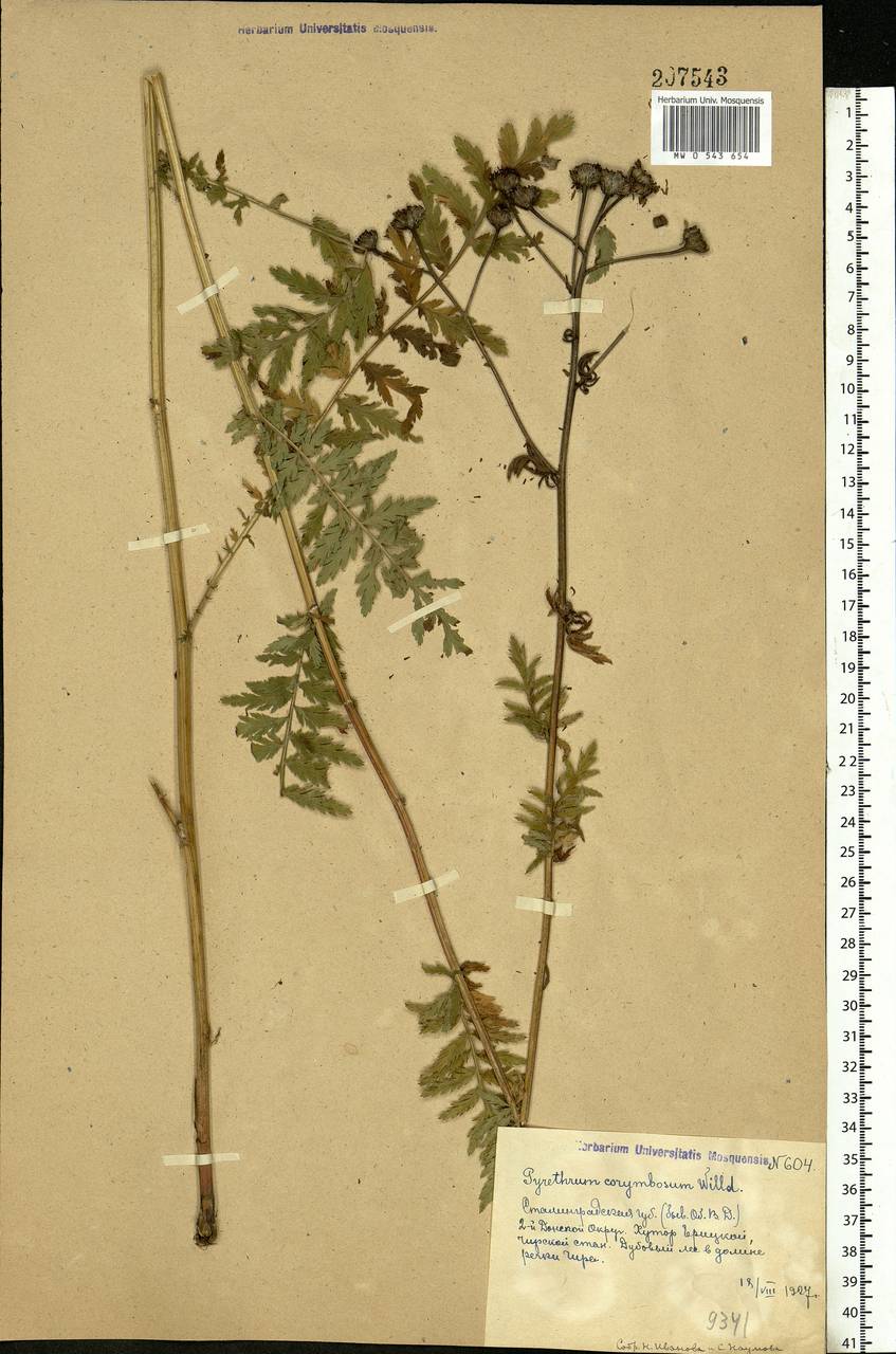 Tanacetum corymbosum subsp. corymbosum, Eastern Europe, Lower Volga region (E9) (Russia)
