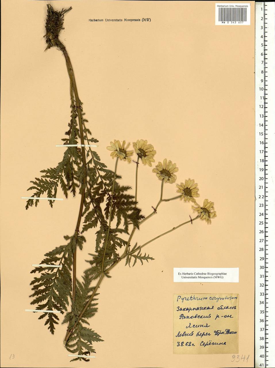 Tanacetum corymbosum subsp. corymbosum, Eastern Europe, West Ukrainian region (E13) (Ukraine)