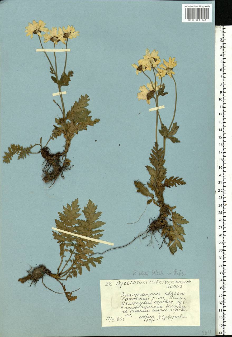 Tanacetum corymbosum subsp. corymbosum, Eastern Europe, West Ukrainian region (E13) (Ukraine)