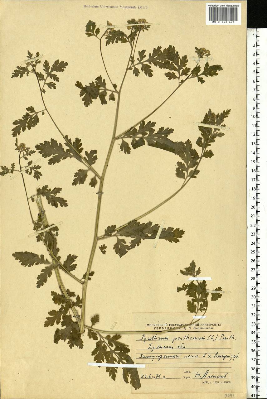 Tanacetum parthenium (L.) Sch. Bip., Eastern Europe, Western region (E3) (Russia)