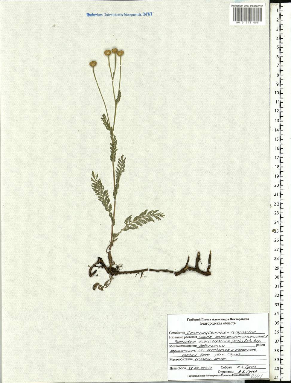 Tanacetum achilleifolium (M. Bieb.) Sch. Bip., Eastern Europe, Central forest-and-steppe region (E6) (Russia)