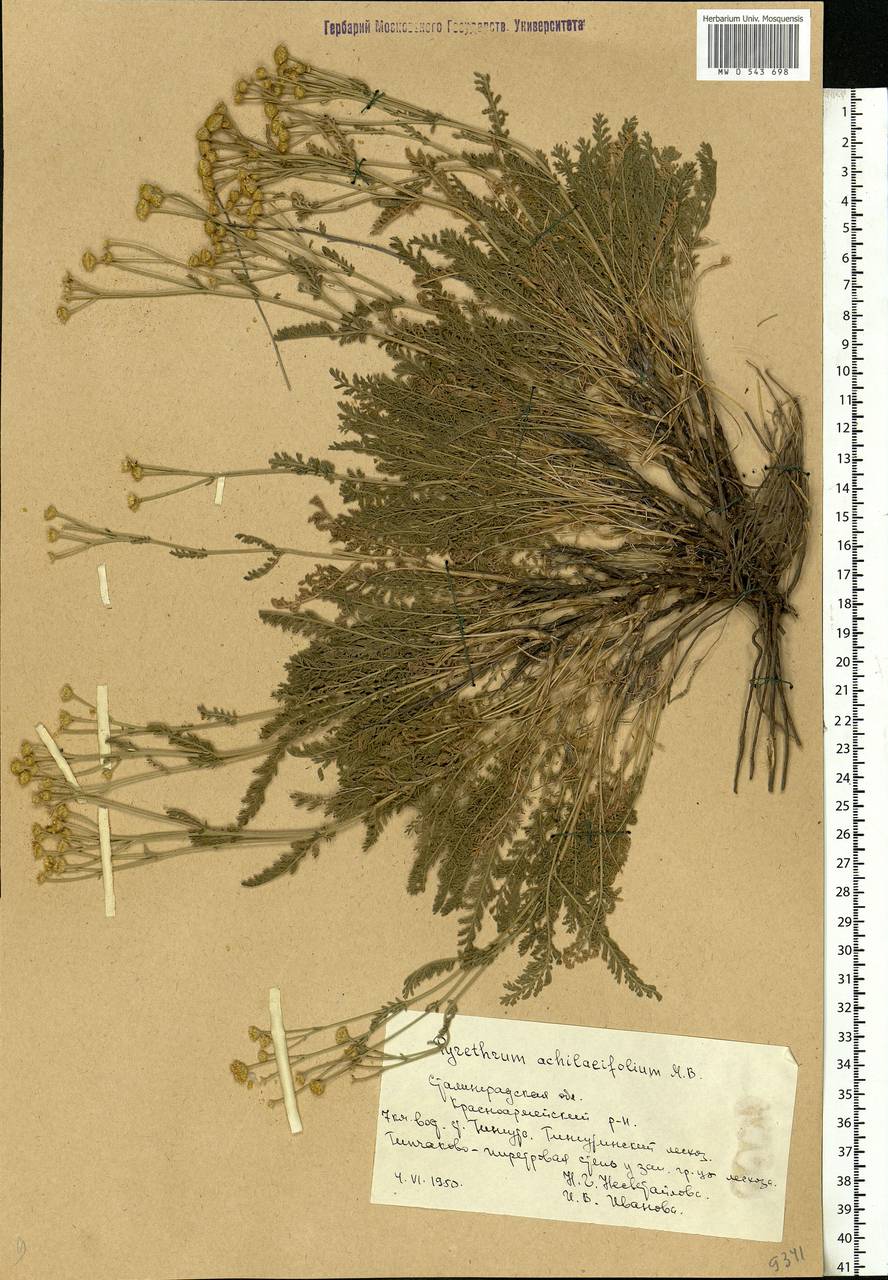 Tanacetum achilleifolium (M. Bieb.) Sch. Bip., Eastern Europe, Lower Volga region (E9) (Russia)