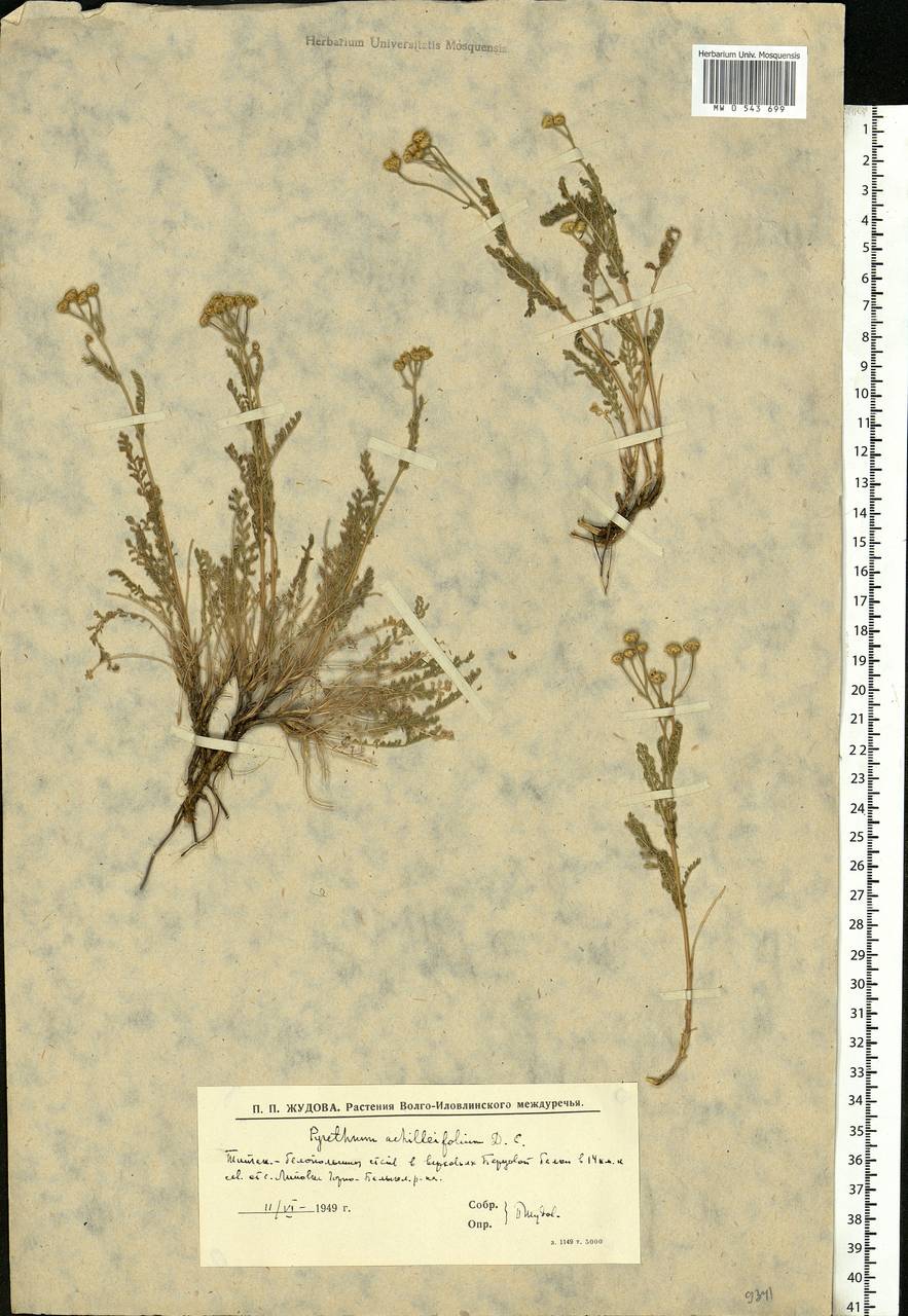 Tanacetum achilleifolium (M. Bieb.) Sch. Bip., Eastern Europe, Lower Volga region (E9) (Russia)