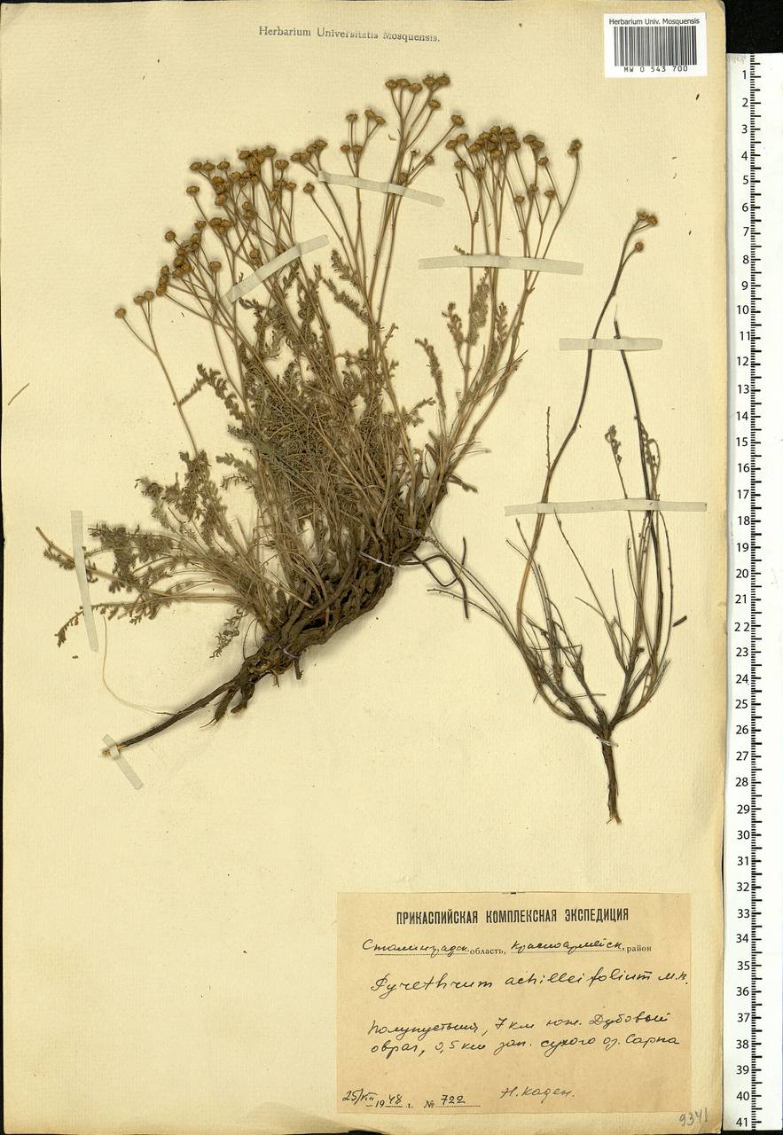 Tanacetum achilleifolium (M. Bieb.) Sch. Bip., Eastern Europe, Lower Volga region (E9) (Russia)