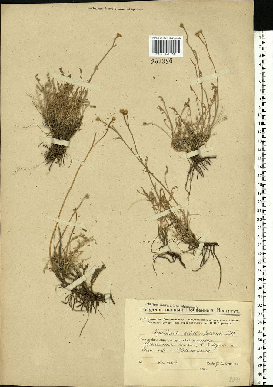 Tanacetum achilleifolium (M. Bieb.) Sch. Bip., Eastern Europe, Eastern region (E10) (Russia)
