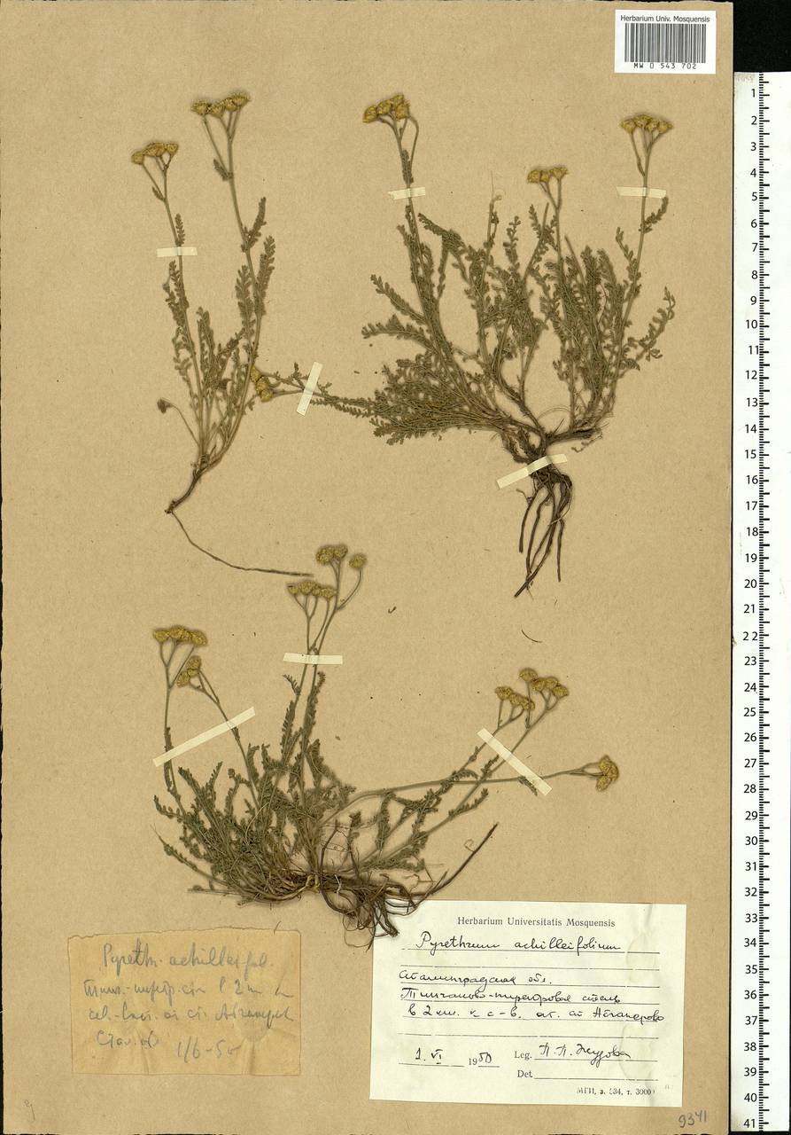Tanacetum achilleifolium (M. Bieb.) Sch. Bip., Eastern Europe, Lower Volga region (E9) (Russia)