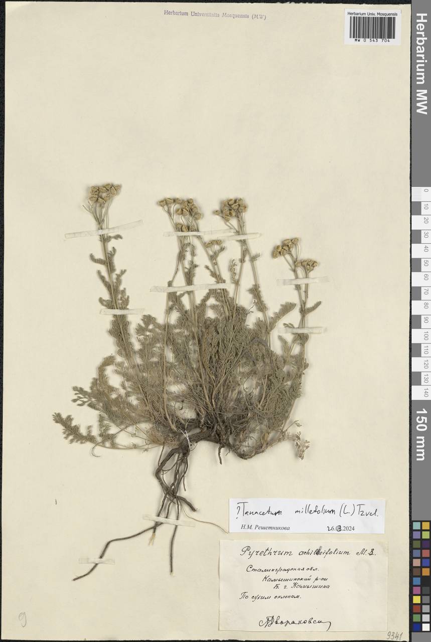 Tanacetum achilleifolium (M. Bieb.) Sch. Bip., Eastern Europe, Lower Volga region (E9) (Russia)