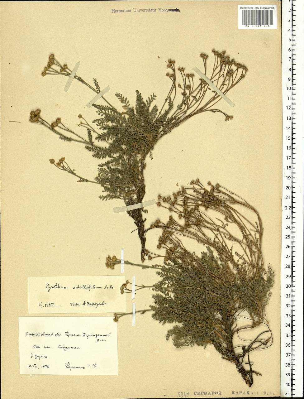 Tanacetum achilleifolium (M. Bieb.) Sch. Bip., Eastern Europe, Lower Volga region (E9) (Russia)