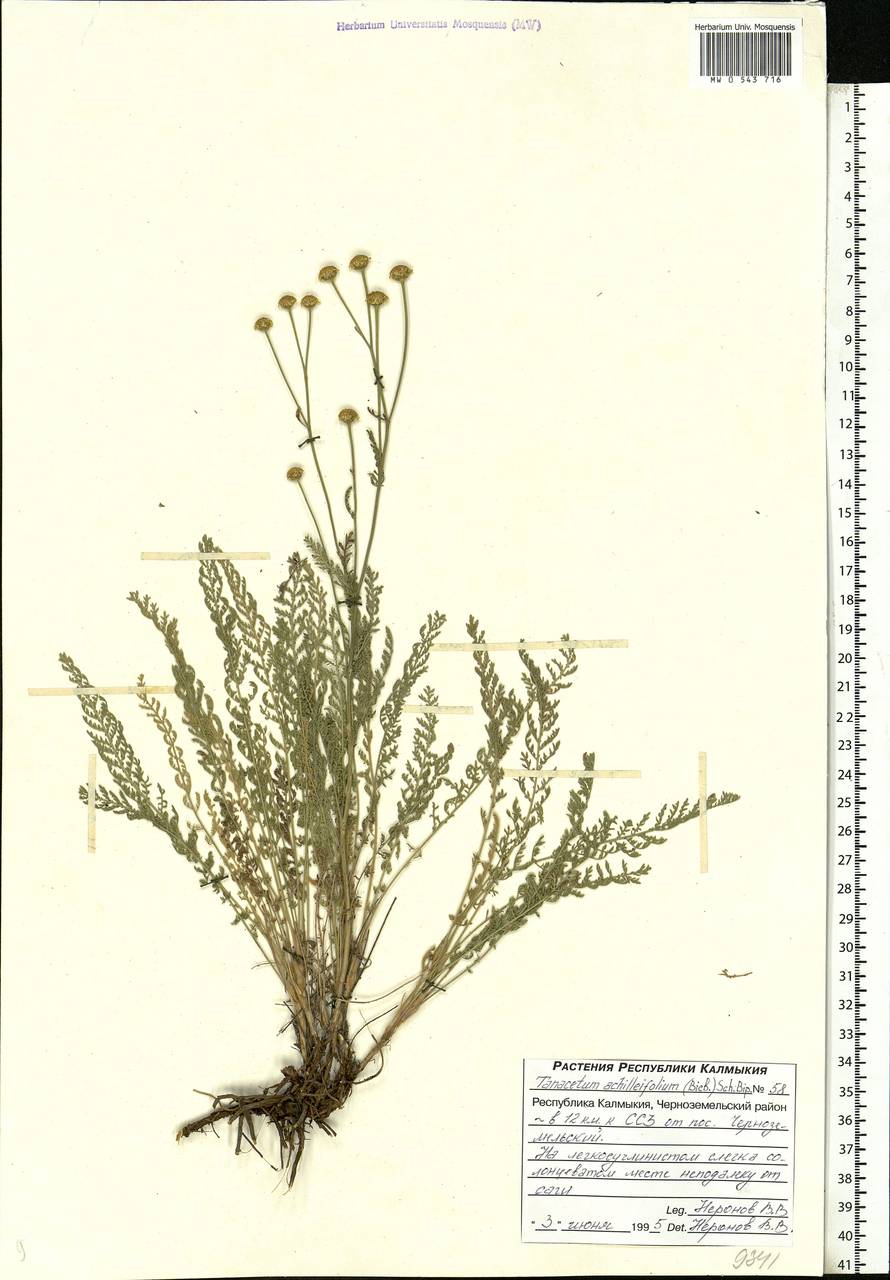 Tanacetum achilleifolium (M. Bieb.) Sch. Bip., Eastern Europe, Lower Volga region (E9) (Russia)