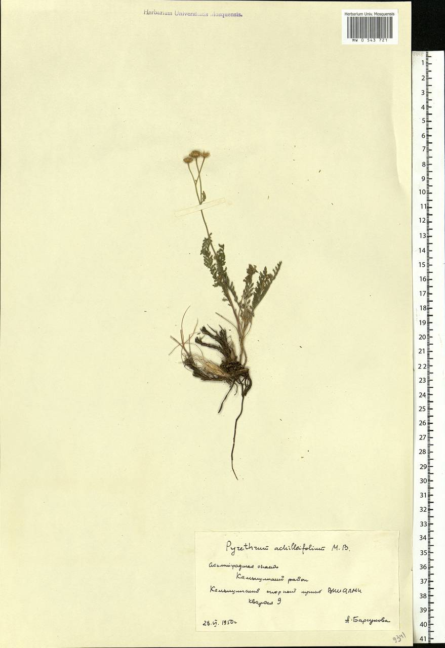 Tanacetum achilleifolium (M. Bieb.) Sch. Bip., Eastern Europe, Lower Volga region (E9) (Russia)