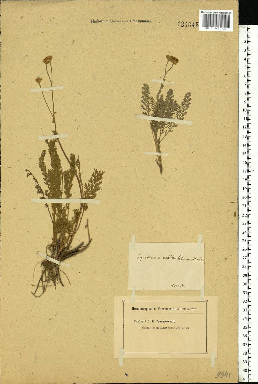 Tanacetum achilleifolium (M. Bieb.) Sch. Bip., Eastern Europe, Eastern region (E10) (Russia)