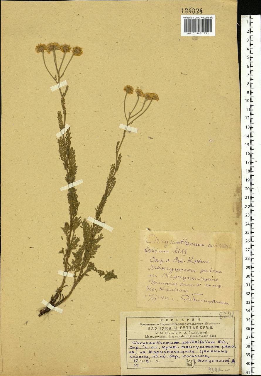 Tanacetum achilleifolium (M. Bieb.) Sch. Bip., Eastern Europe, South Ukrainian region (E12) (Ukraine)