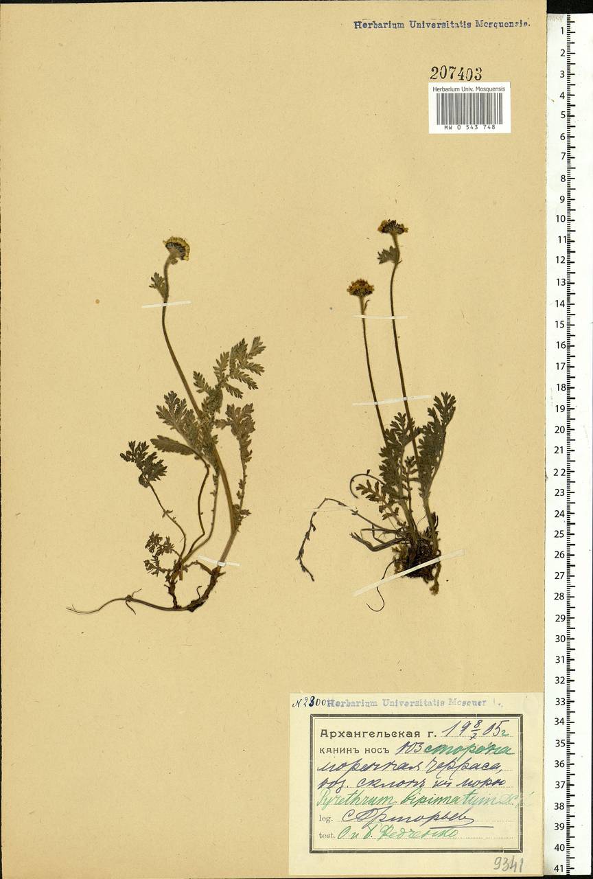 Tanacetum bipinnatum (L.) Sch. Bip., Eastern Europe, Northern region (E1) (Russia)