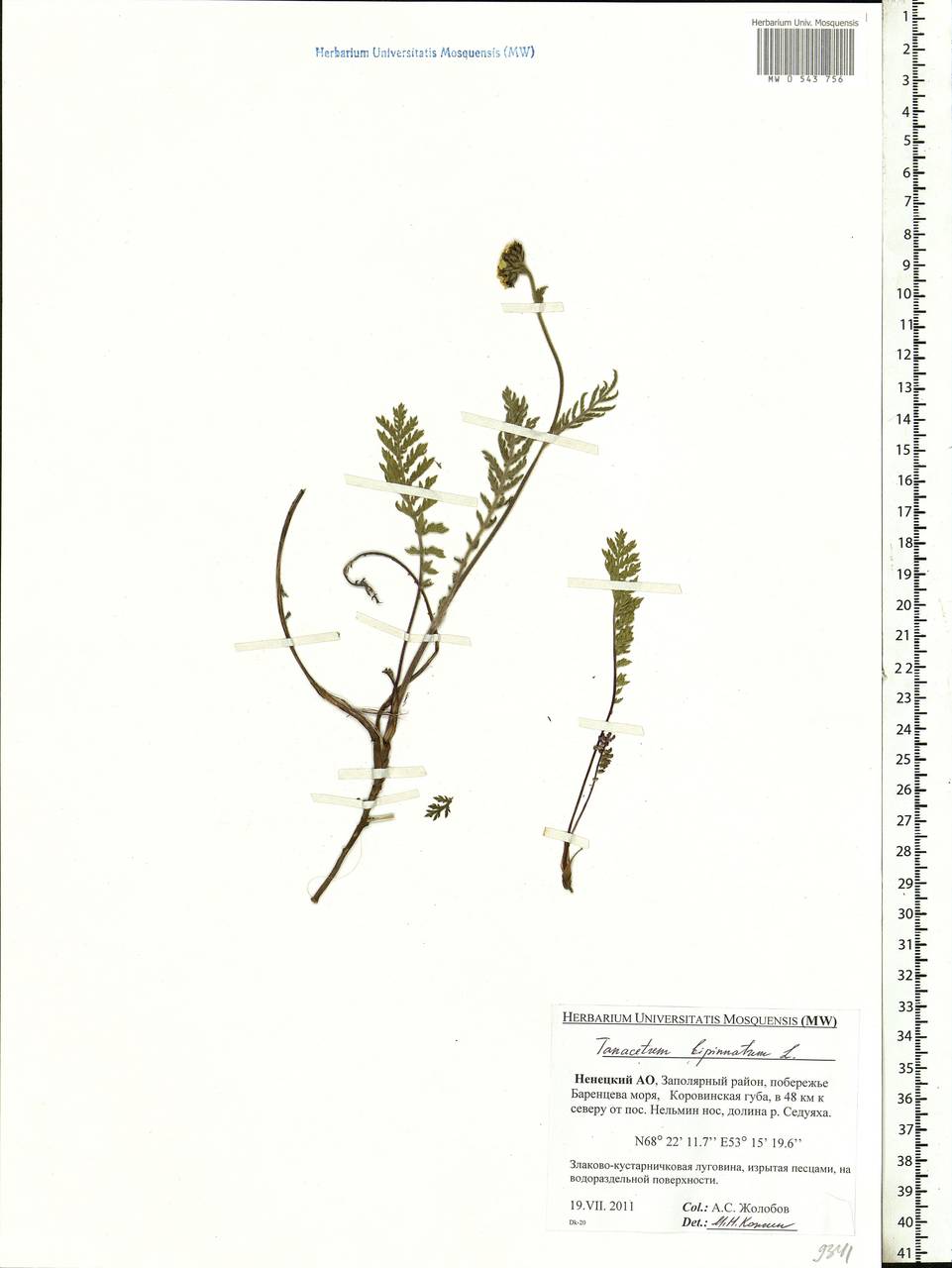 Tanacetum bipinnatum (L.) Sch. Bip., Eastern Europe, Northern region (E1) (Russia)