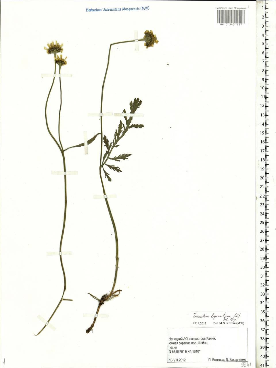 Tanacetum bipinnatum (L.) Sch. Bip., Eastern Europe, Northern region (E1) (Russia)