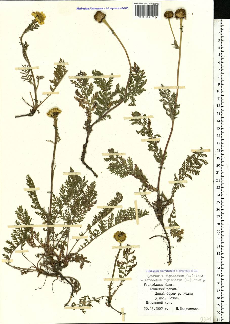 Tanacetum bipinnatum (L.) Sch. Bip., Eastern Europe, Northern region (E1) (Russia)