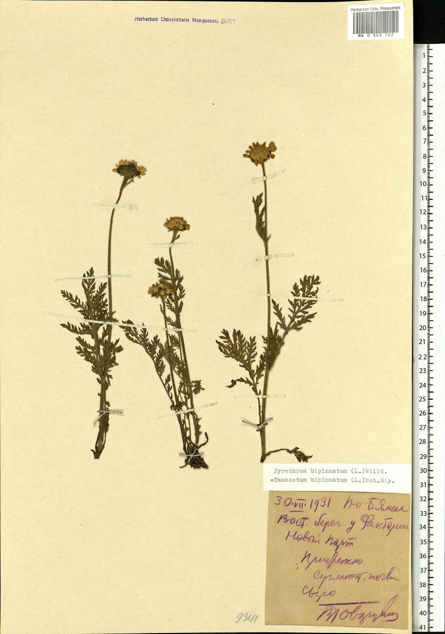 Tanacetum bipinnatum (L.) Sch. Bip., Siberia, Western Siberia (S1) (Russia)