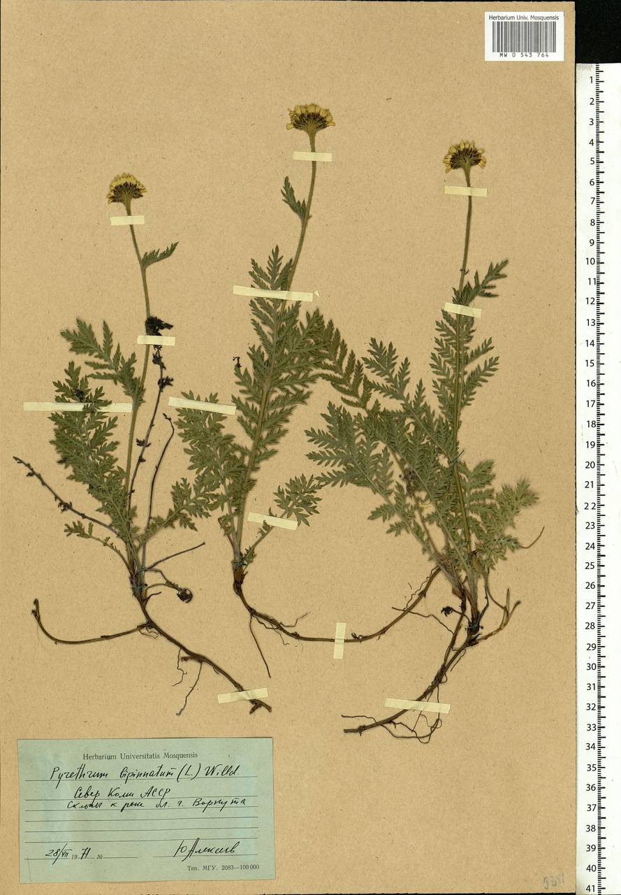 Tanacetum bipinnatum (L.) Sch. Bip., Eastern Europe, Northern region (E1) (Russia)