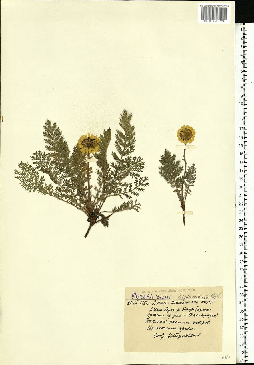 Tanacetum bipinnatum (L.) Sch. Bip., Siberia, Western Siberia (S1) (Russia)