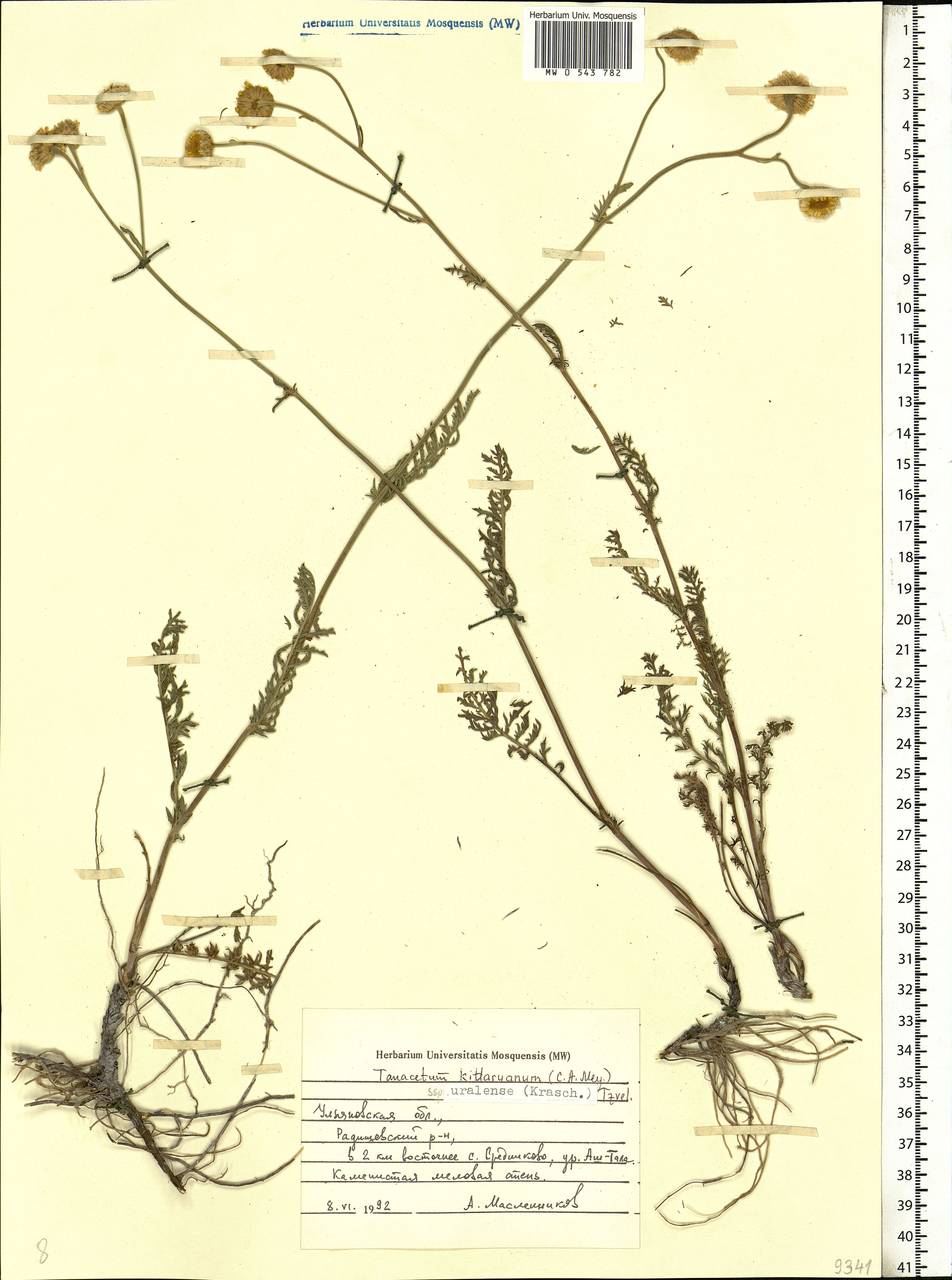 Tanacetum kittaryanum subsp. uralense (Krasch.) Tzvelev, Eastern Europe, Middle Volga region (E8) (Russia)