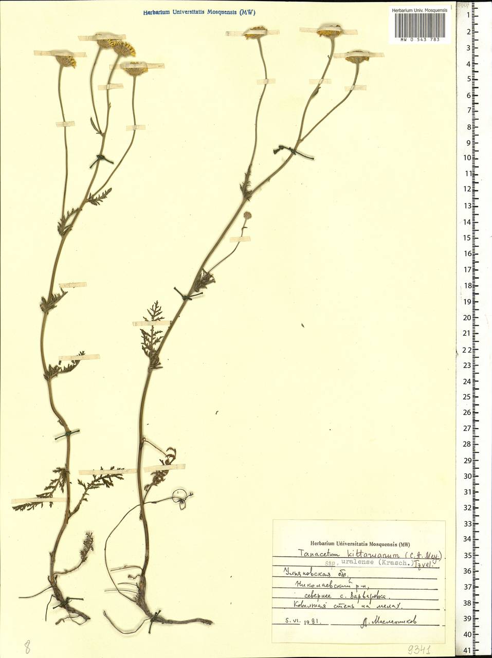 Tanacetum kittaryanum subsp. uralense (Krasch.) Tzvelev, Eastern Europe, Middle Volga region (E8) (Russia)