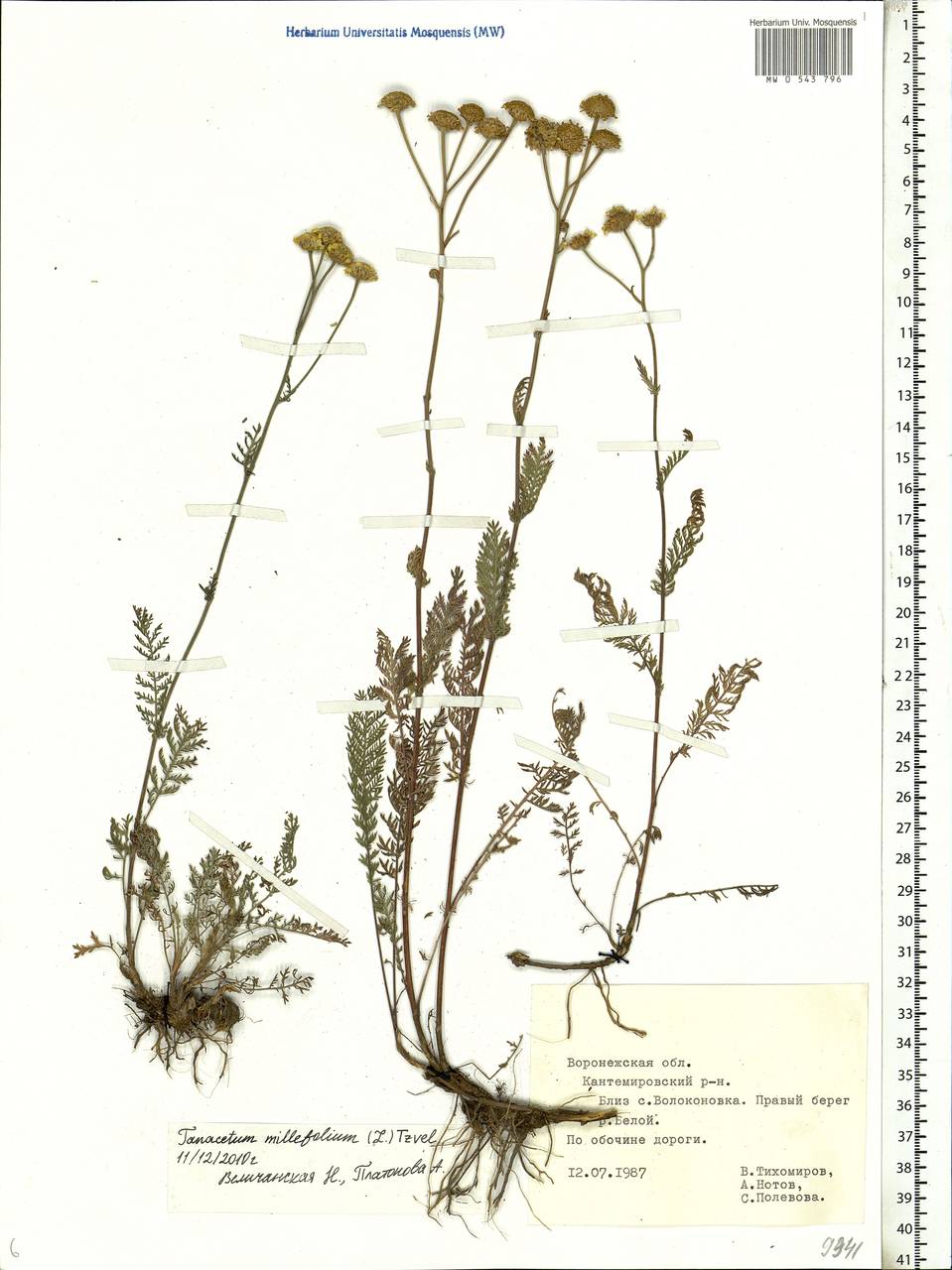 Tanacetum millefolium (L.) Tzvelev, Eastern Europe, Central forest-and-steppe region (E6) (Russia)
