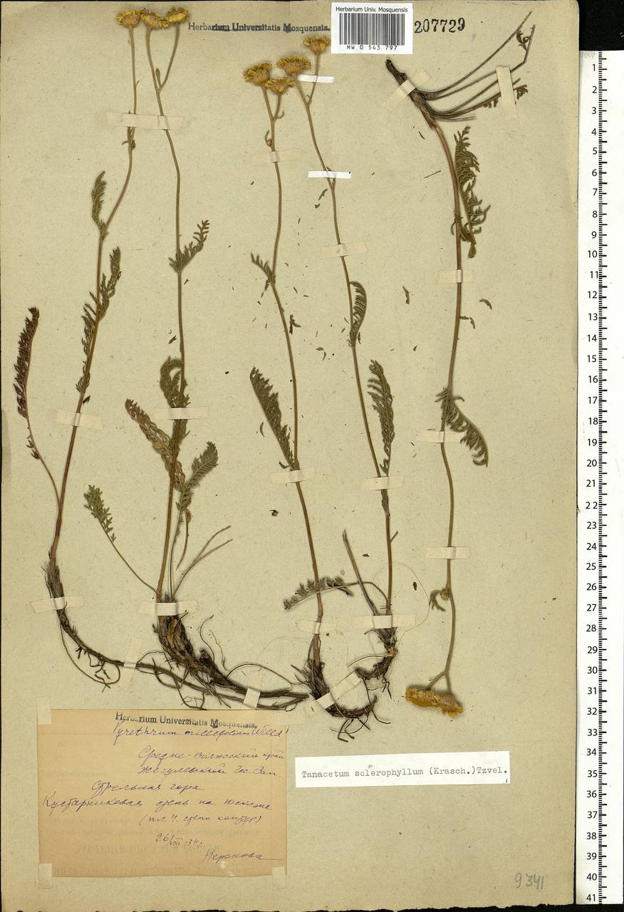 Tanacetum kittaryanum subsp. sclerophyllum (Krasch.) Tzvelev, Eastern Europe, Middle Volga region (E8) (Russia)