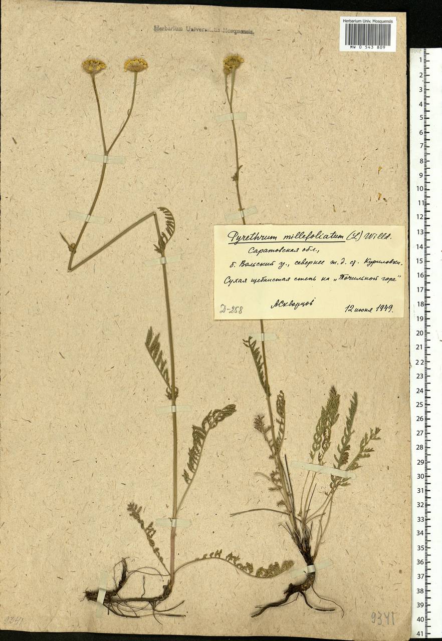 Tanacetum millefolium (L.) Tzvelev, Eastern Europe, Lower Volga region (E9) (Russia)