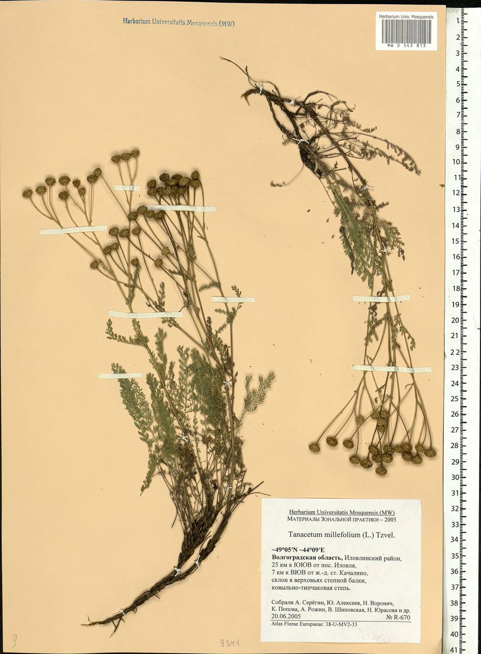 Tanacetum millefolium (L.) Tzvelev, Eastern Europe, Lower Volga region (E9) (Russia)