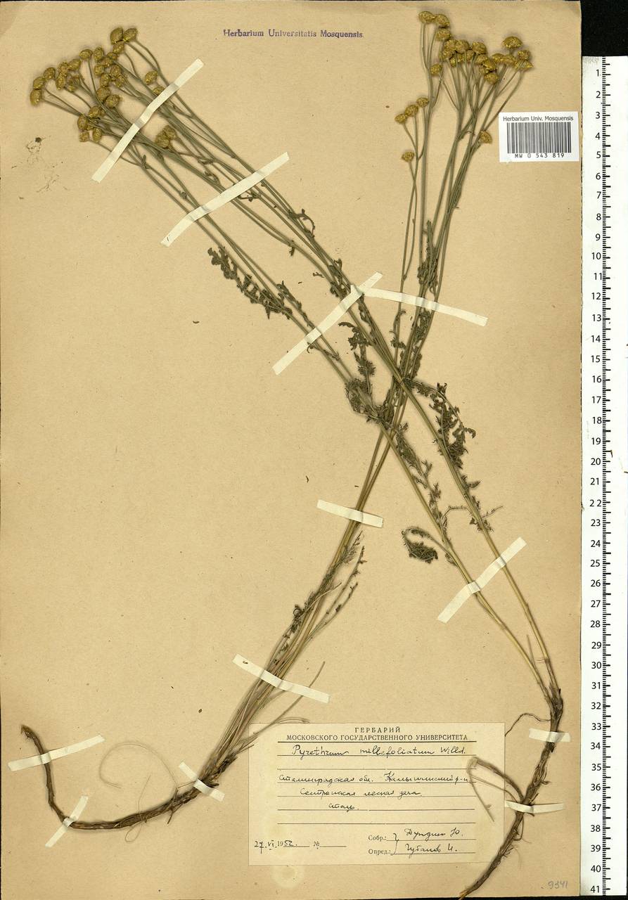 Tanacetum millefolium (L.) Tzvelev, Eastern Europe, Lower Volga region (E9) (Russia)